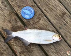 Hiodon alosoides