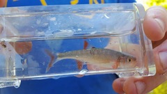 Lythrurus fasciolaris