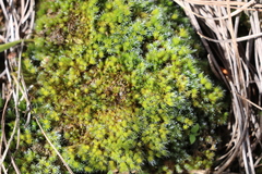 Selaginellaceae