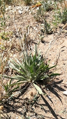 Plantago lanceolata