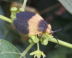 Lycus sallaei