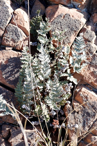 Image of Cheilanthes eckloniana by (c) Tony Rebelo, some rights reserved (CC BY-SA)