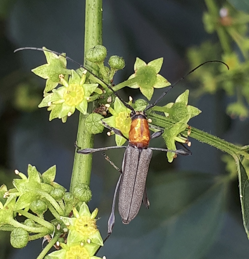 Rhopalophora rugicollis