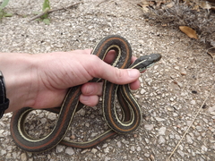 Thamnophis proximus rubrilineatus
