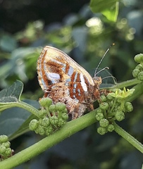 Anteros carausius carausius