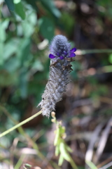 Dalea sericea