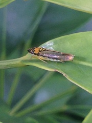 Acrogonia terminalis