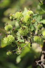 Montanoa grandiflora