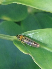 Acrogonia terminalis