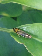 Acrogonia terminalis