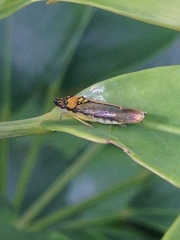 Acrogonia terminalis