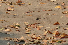 Phyllomacromia contumax