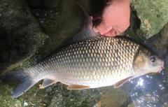 Carpiodes cyprinus