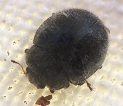 Rhyzobius forestieri