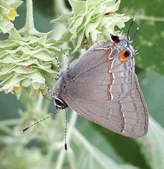 Electrostrymon hugon