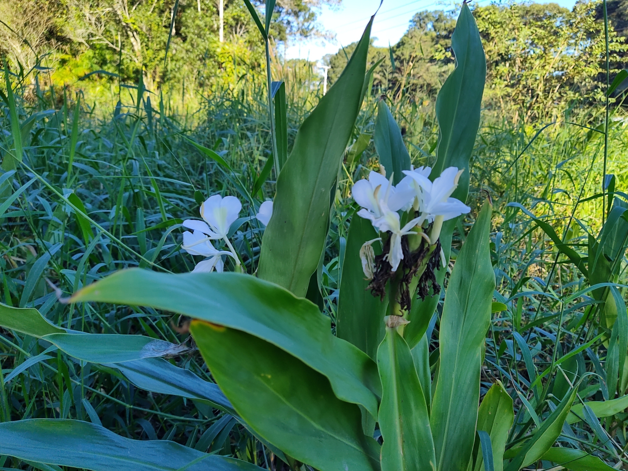 Hedychium coronarium