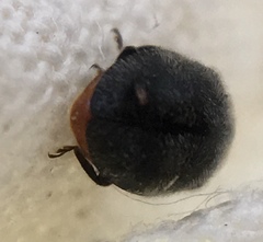 Rhyzobius forestieri