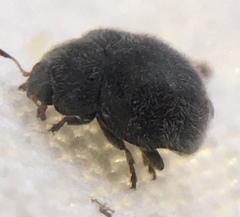 Rhyzobius forestieri