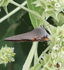 Electrostrymon hugon