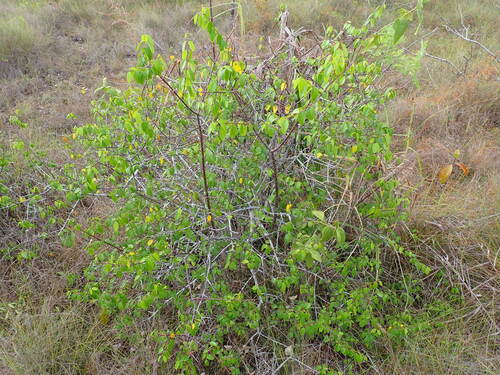 Savanna white poisonwood (Cameraria latifolia)