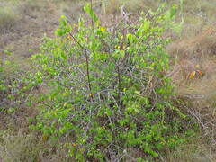 Cameraria latifolia