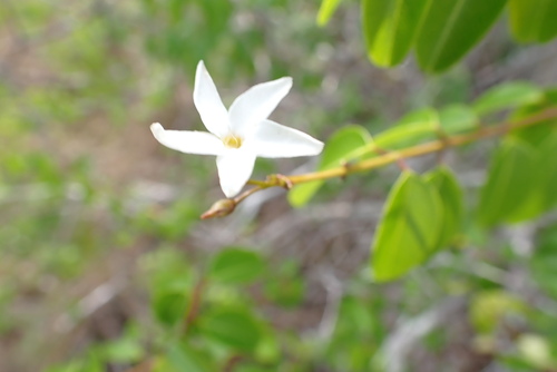 Cameraria latifolia, photograph 1