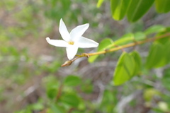Cameraria latifolia, photograph (c) Loopy30, some rights reserved (CC BY-SA)