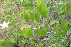 Cameraria latifolia, photograph (c) Loopy30, some rights reserved (CC BY-SA)