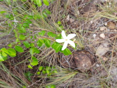 Cameraria latifolia, photograph (c) Loopy30, some rights reserved (CC BY-SA)