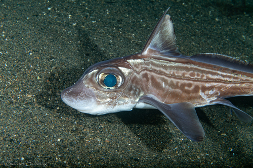 Rabbit fish (Chimaera monstrosa) — Chimaeridae