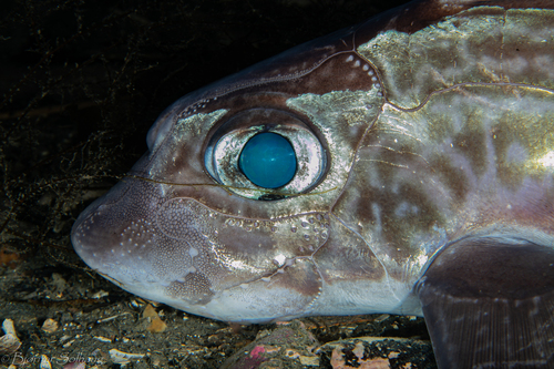 Rabbit fish (Chimaera monstrosa) — Chimaeridae — 2