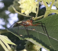 Zelus grassans