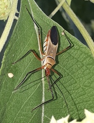 Zelus grassans