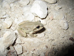 Pseudacris streckeri