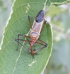 Zelus grassans