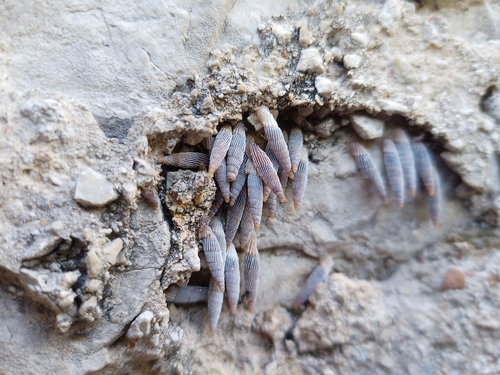 Listićava zaklopnica (Agathylla lamellosa)