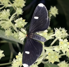 Melanchroia vazquezae