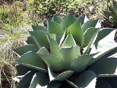Agave ovatifolia
