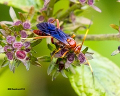 Trogomorpha trogiformis