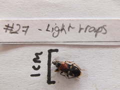 Prostemma falkensteinii