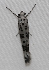 Yponomeuta pustulellus