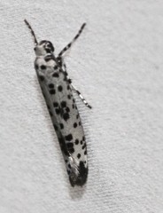 Yponomeuta pustulellus