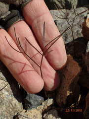 Anisotome filifolia
