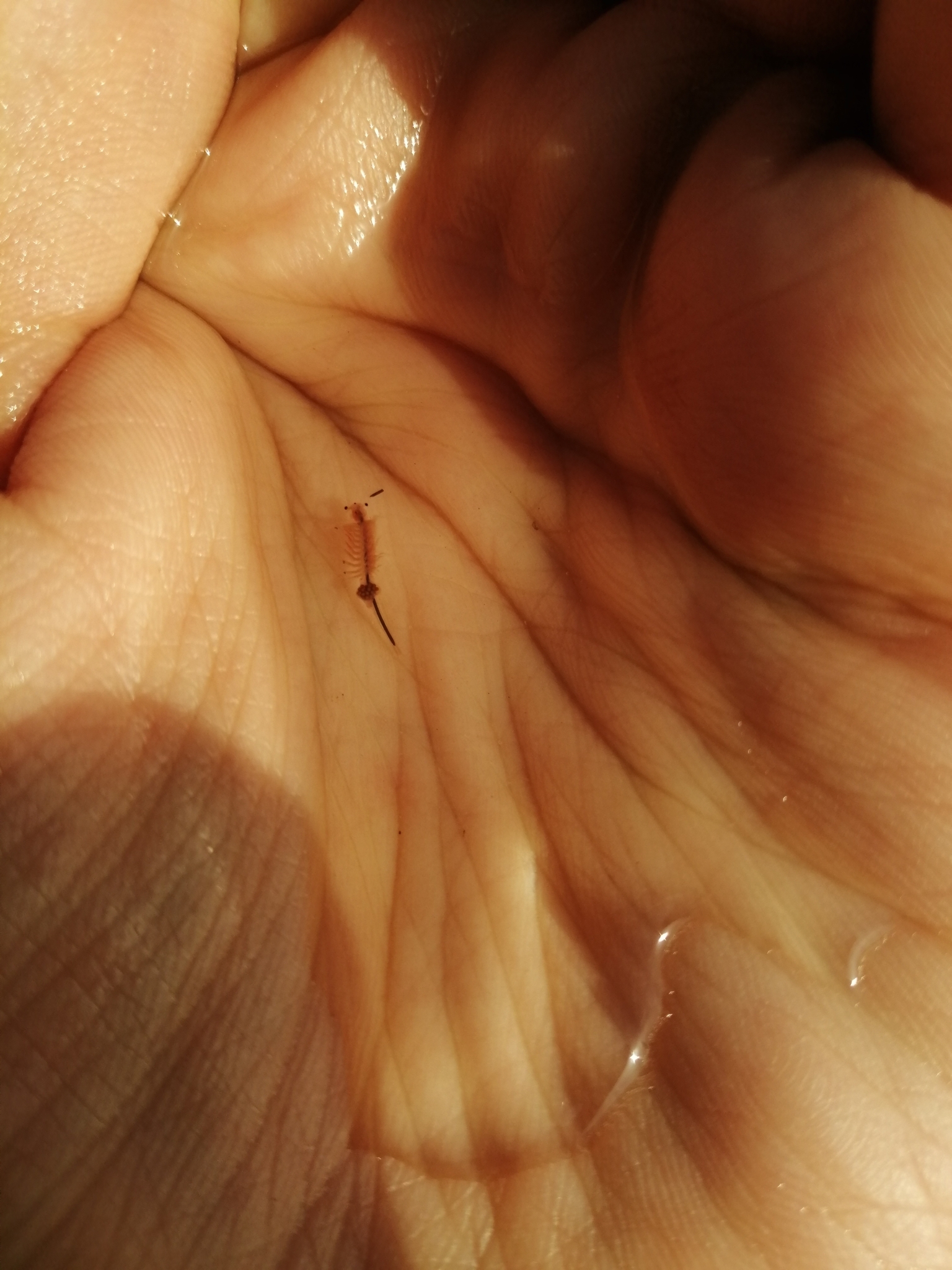 Artemia salina (Linnaeus, 1758)