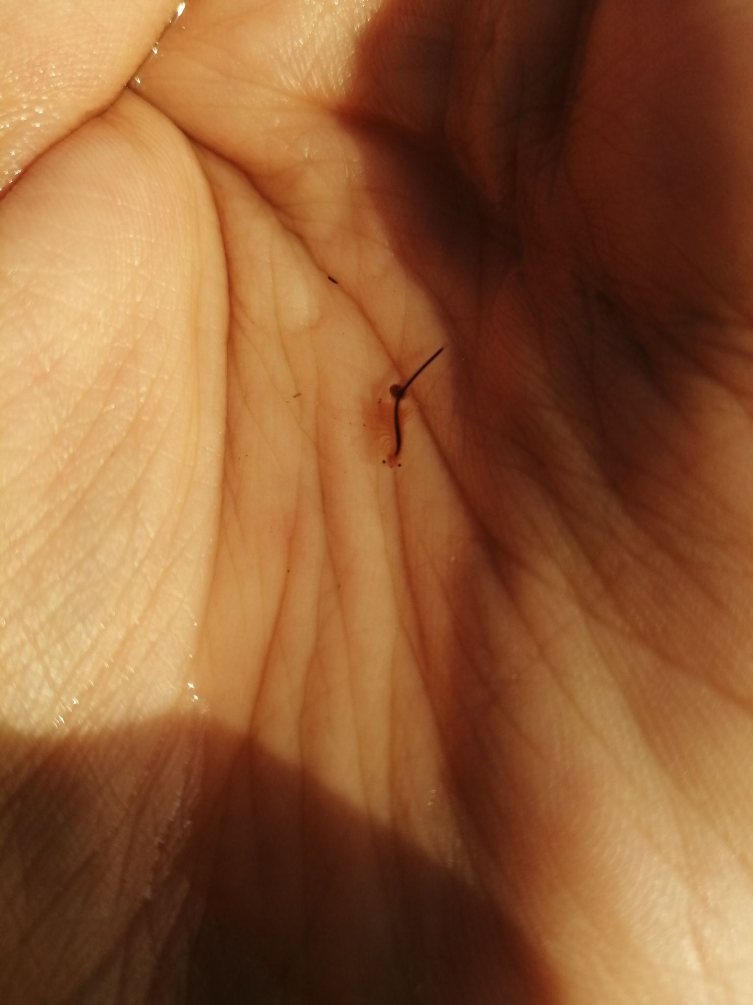 Artemia salina (Linnaeus, 1758)