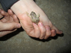 Pseudacris streckeri