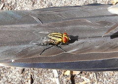 Sarcophaga aurifrons