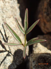 Anisotome filifolia