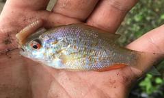Lepomis humilis