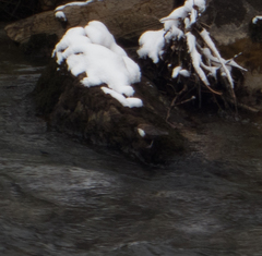 Cinclus cinclus aquaticus